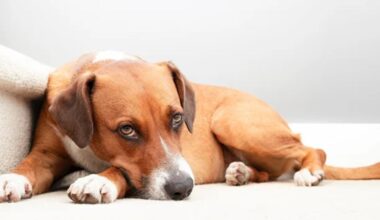 Petplan: Signs of depression in dogs as the seasons change