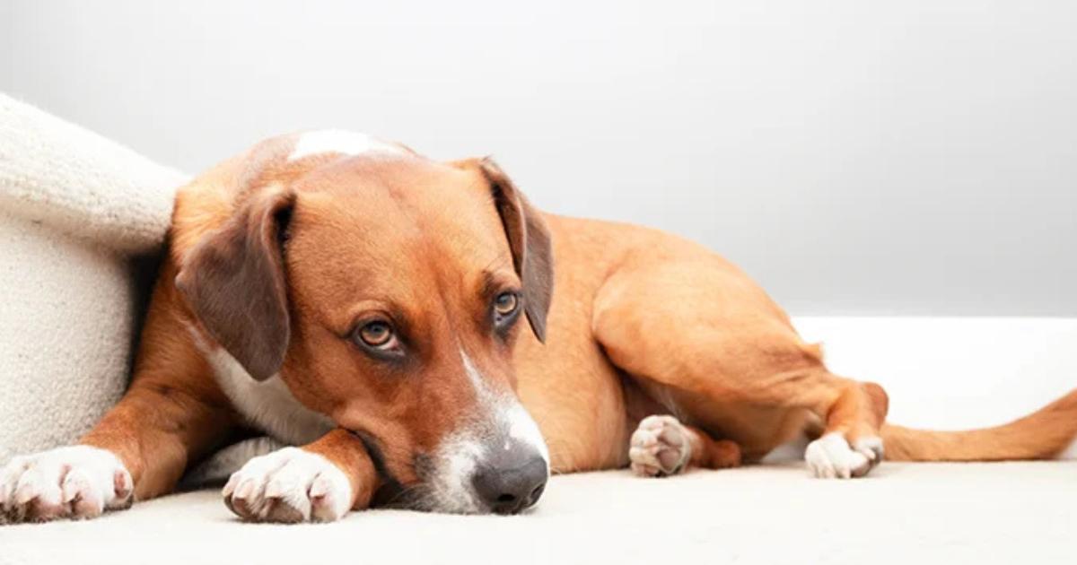 Petplan: Signs of depression in dogs as the seasons change