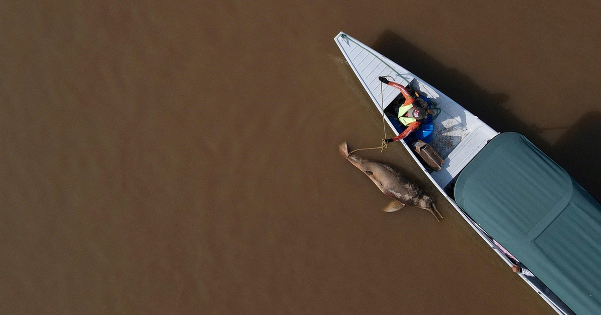 Hundreds of dolphins found dead in Amazon lake were in water hotter than a jacuzzi, study finds