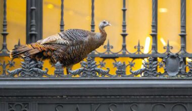 Wild turkeys thrive in unexpected parts of NYC