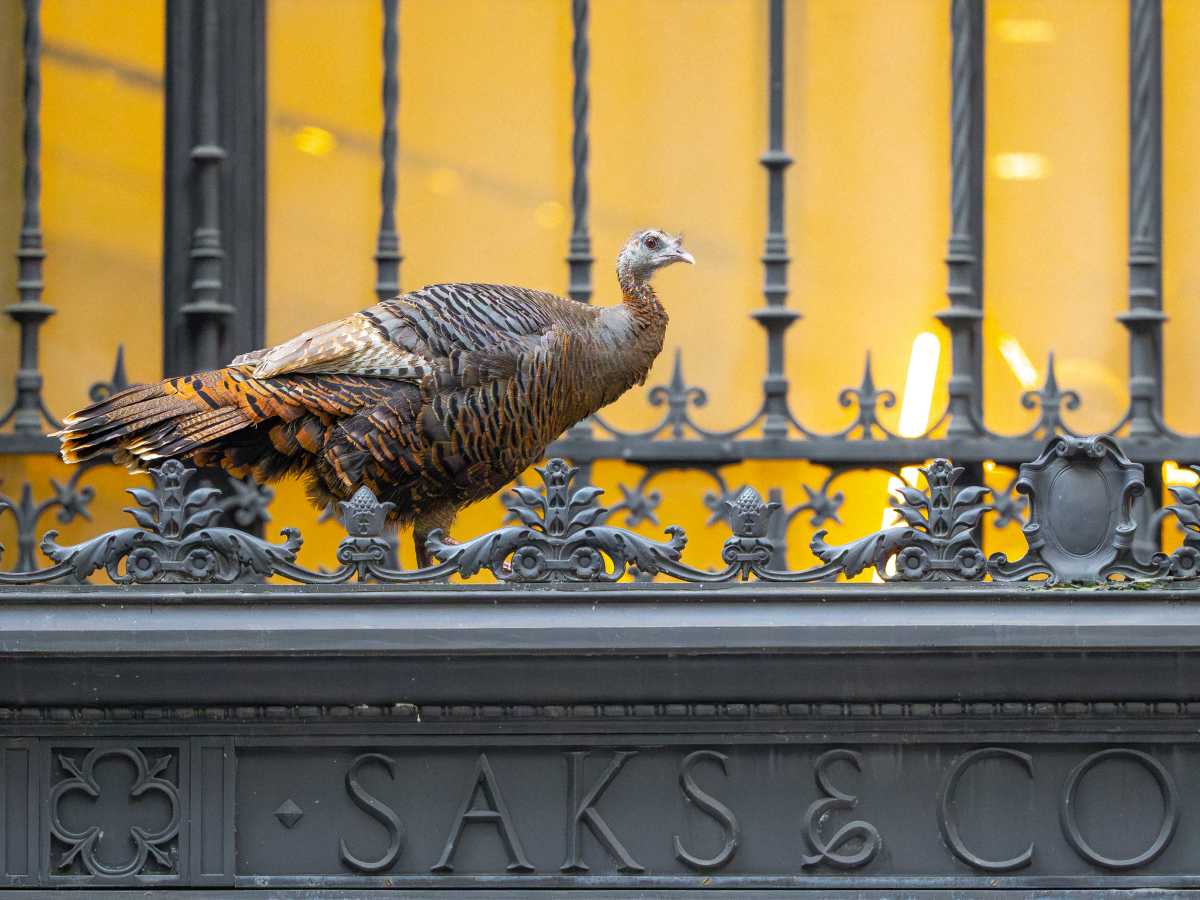 Wild turkeys thrive in unexpected parts of NYC