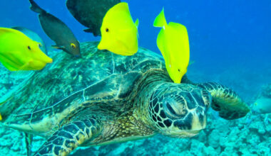 Waimea Library To Host Wildlife Treks!, November 15
