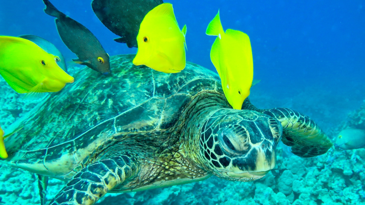 Waimea Library To Host Wildlife Treks!, November 15