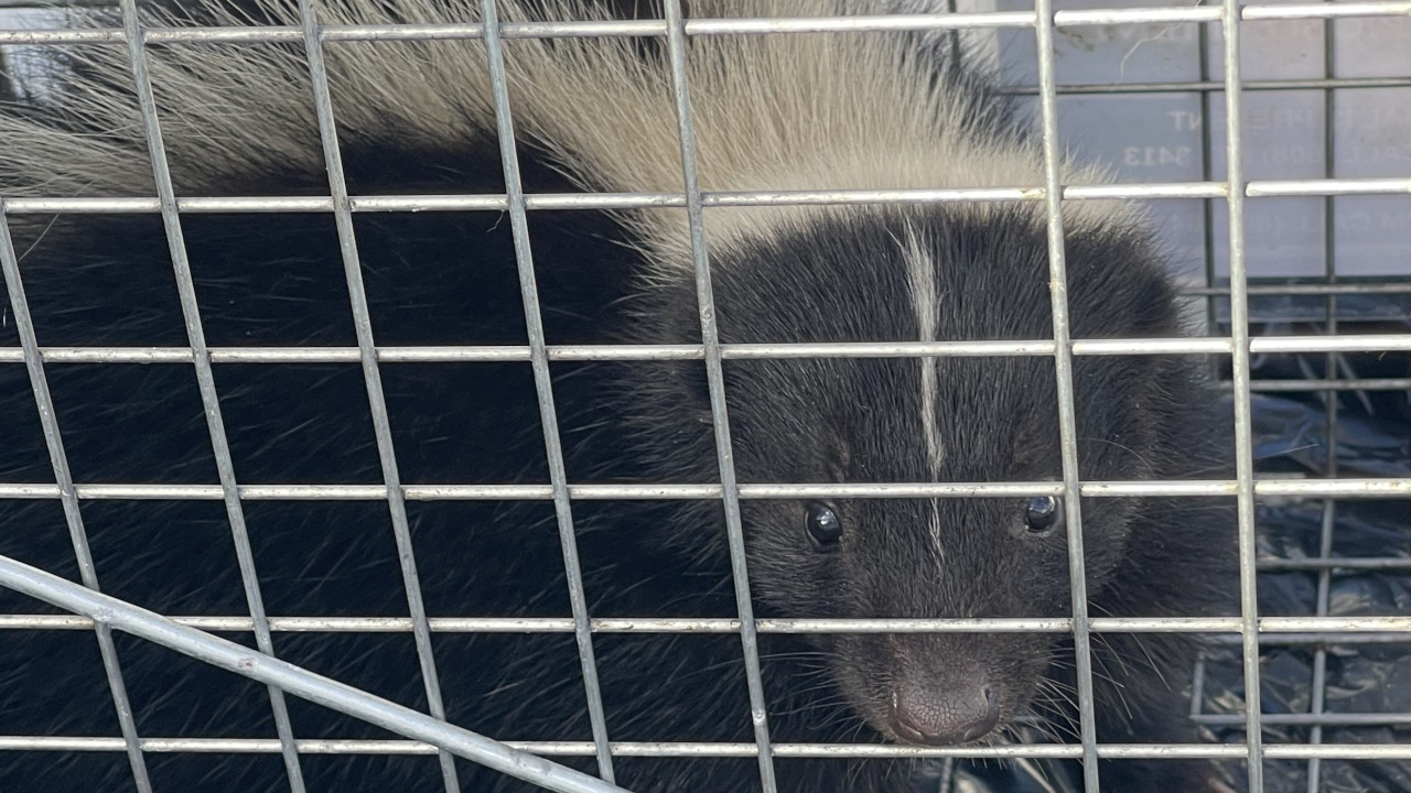 Another Skunk Captured At Hilo Harbor