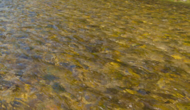 Free family event celebrating urban wildlife coming to Phoenix