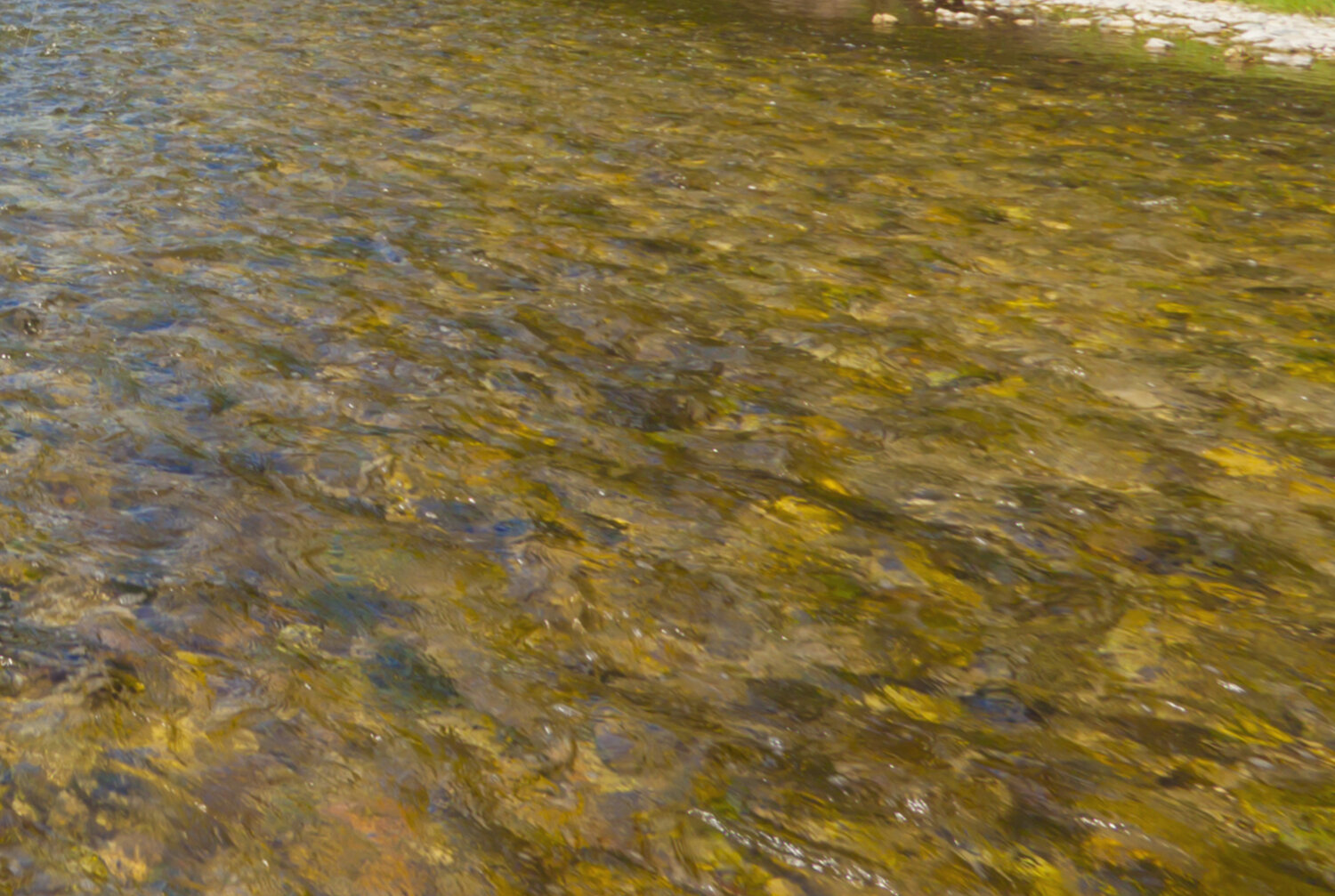 Free family event celebrating urban wildlife coming to Phoenix