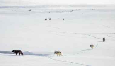 What Happens When Wolves Leave Yellowstone