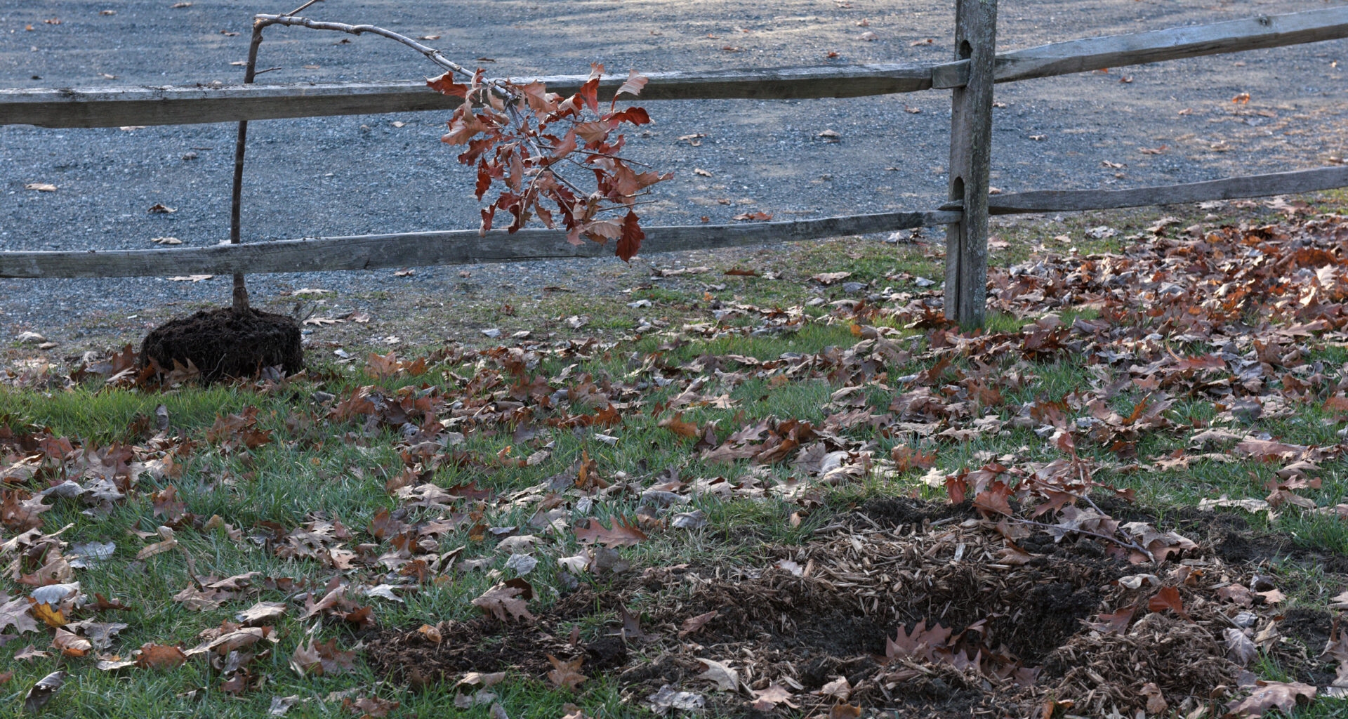 Uprooted: Vandalism hits Lebanon tree planting efforts