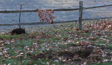 Uprooted: Vandalism hits Lebanon tree planting efforts