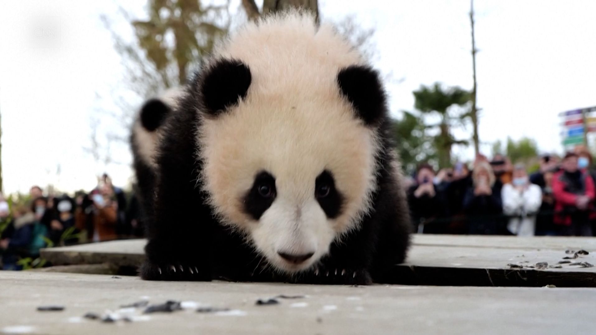 01 baby pandas reuters