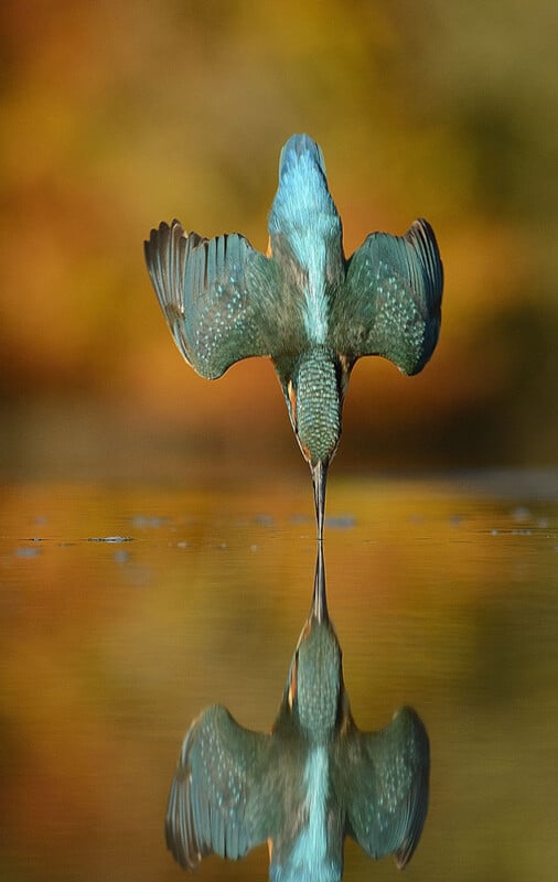 A kingfisher dives straight into the water, wings spread wide and beak just touching the surface, with its reflection visible below and a blurred golden background.