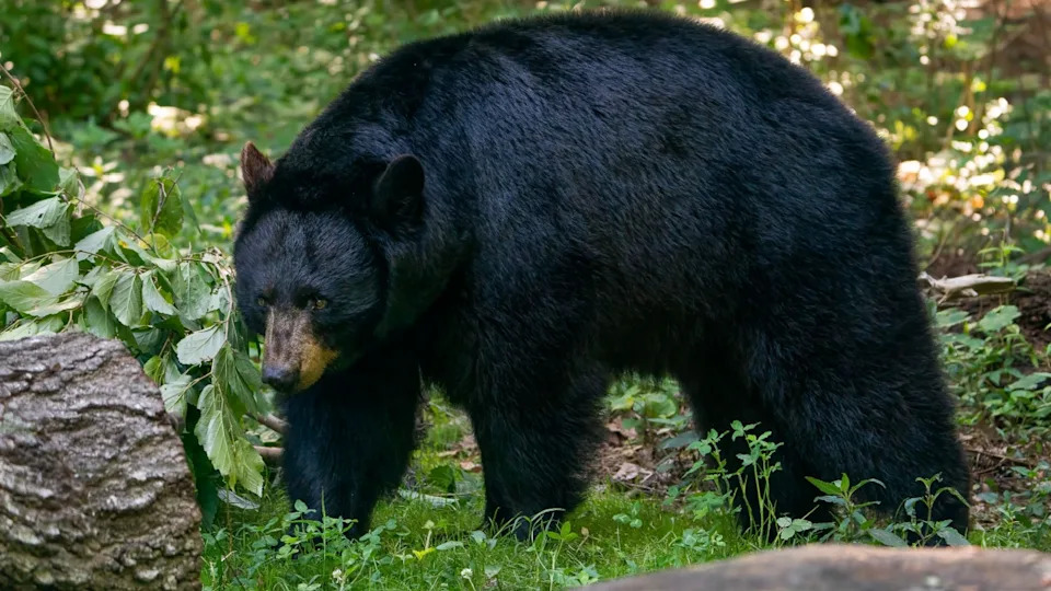 An American Black Bear Walking
