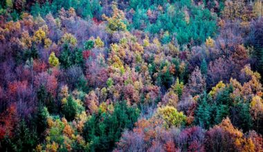 EU countries poised to demand weaker climate target if forests fail to absorb CO2 – POLITICO
