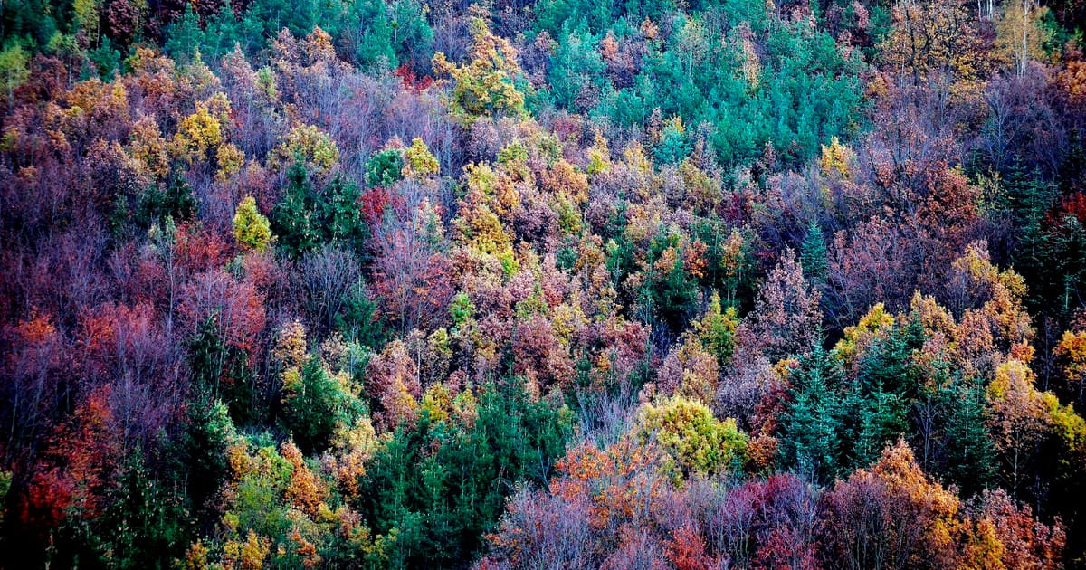 EU countries poised to demand weaker climate target if forests fail to absorb CO2 – POLITICO