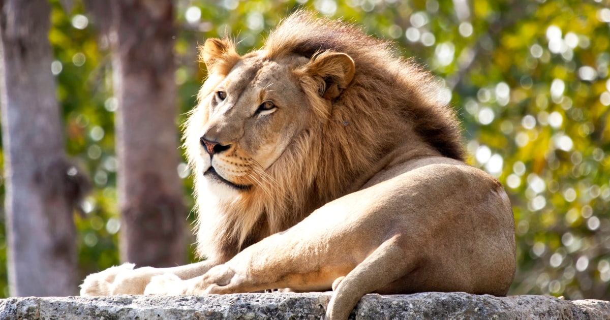 Two lions euthanized by New Zealand wildlife sanctuary, fate of five more uncertain
