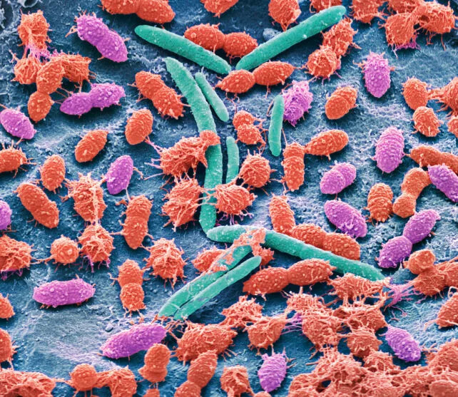 Faecal bacteria. Scanning electron micrograph (SEM) of bacteria cultured from a sample of human faeces. At least 50 per cent of human faeces is made up of bacteria shed from the gut. Many of these bacteria are a normal part of the flora found in the intestines and are beneficial to digestion. However, some are pathogenic, such as Salmonella enterica and certain strains of Escherichia coli, which can cause foodborne illnesses. Magnification: x6000 when printed 10 centimetres wide