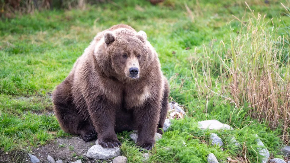 A large Alaskan black bear heavy from feeding on salmon sitting along the shore of Naknek Lake in September in Katmai National Park, Alaska