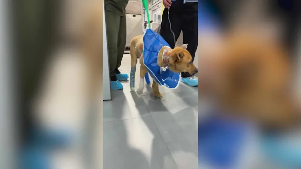 Luke, a 1-year-old Shepherd mix, is recovering after he was set on fire by someone at a homeless encampment in Los Angeles. (Compton Paw Patrol)