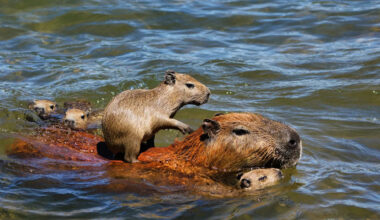 Yahoo lifestyle home