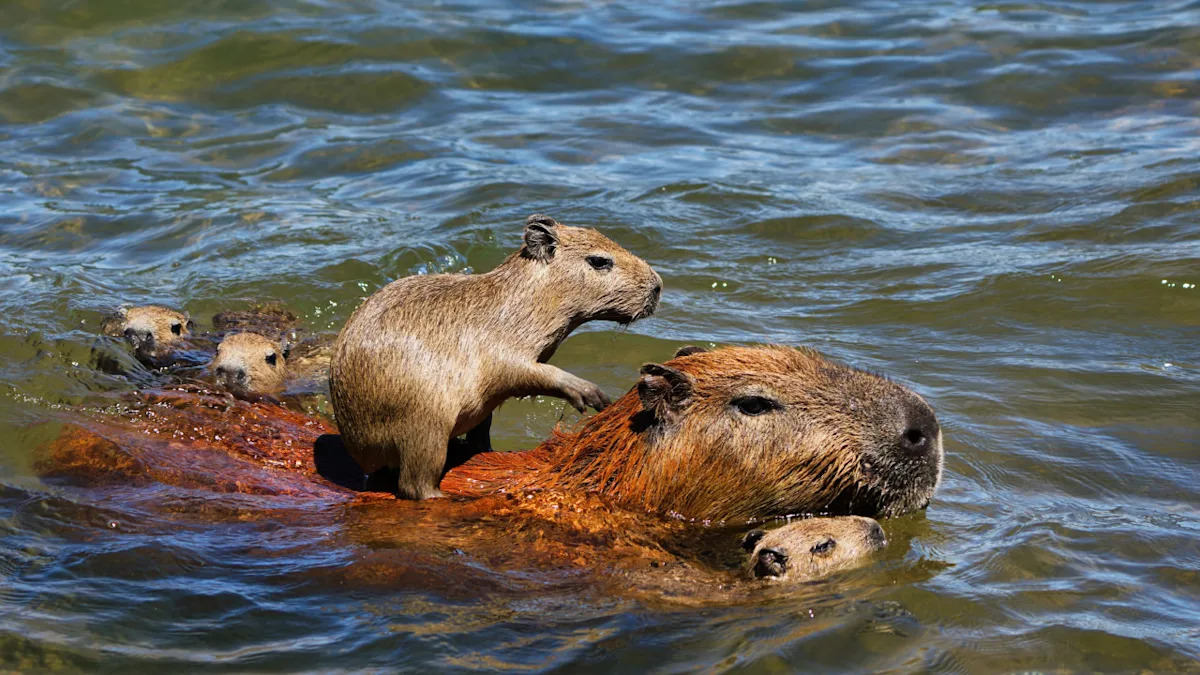 Yahoo lifestyle home