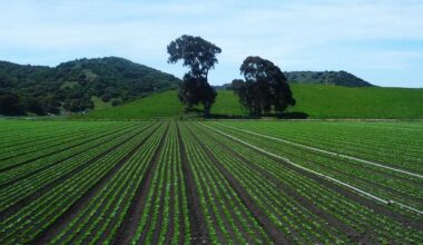 Monterey County agriculture's $11 billion impact on local economy, report finds