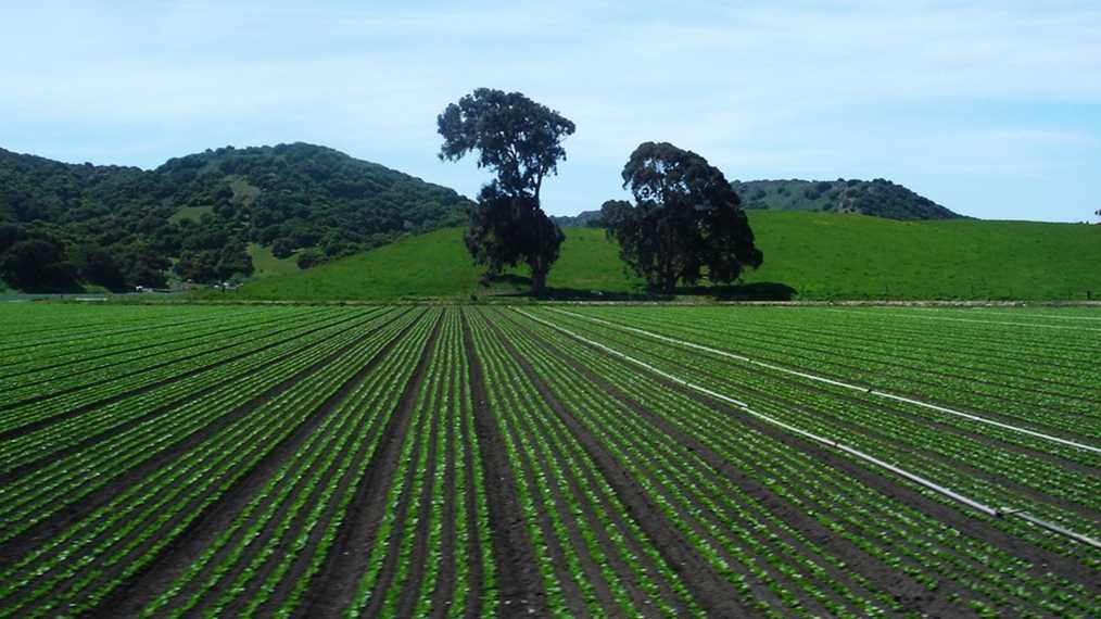 Monterey County agriculture's $11 billion impact on local economy, report finds