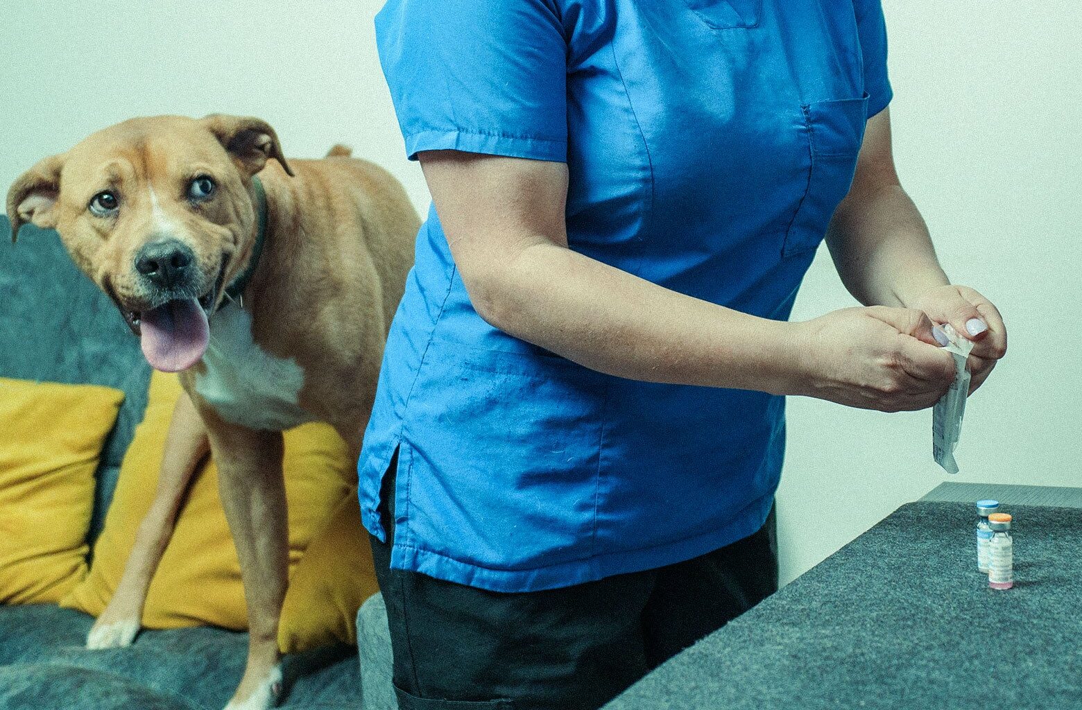 Pet owners are refusing to vaccinate their dogs and cats. Their logic is mind-boggling.