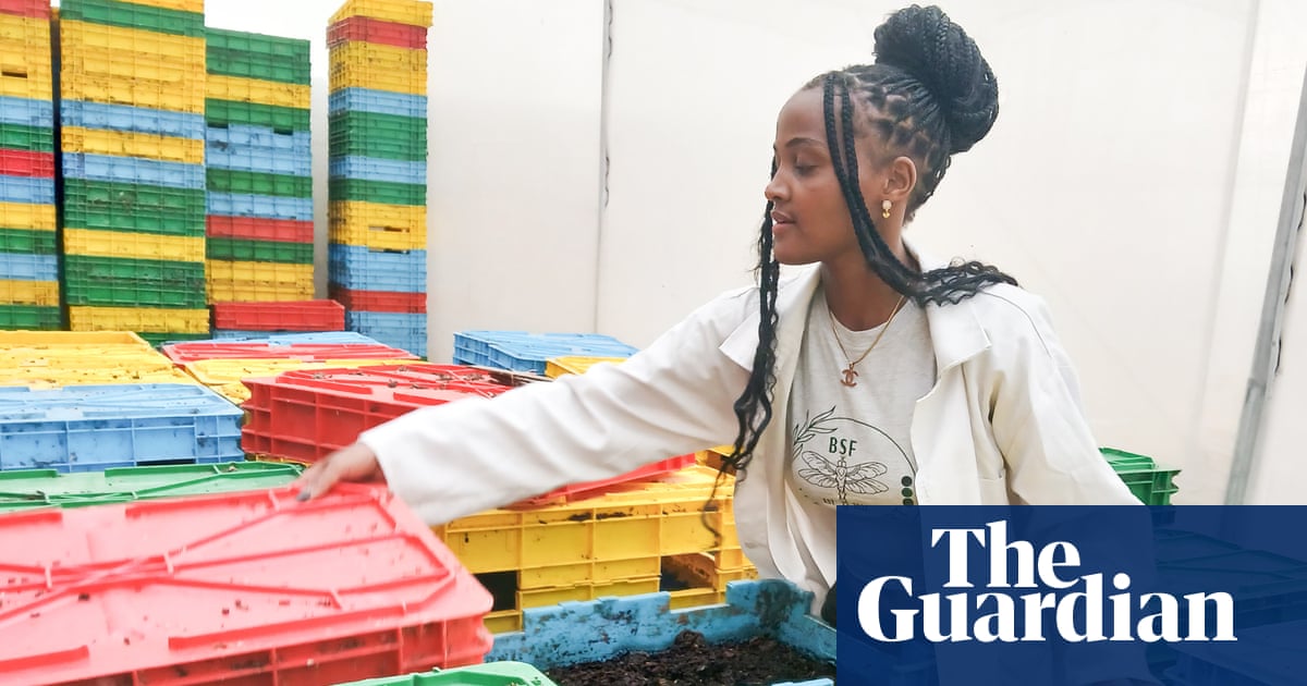 All the world loves a larva: the ‘amazing’ maggots at the centre of an agricultural revolution | Rural Australia