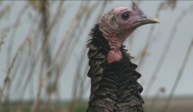 Why do wild turkeys hang out in the city? Why not.