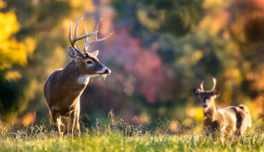 Two bucks in a field in front of trees with fall colors