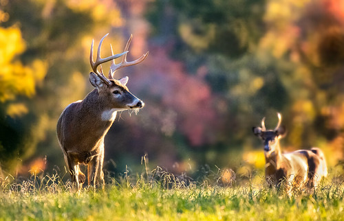 Two bucks in a field in front of trees with fall colors