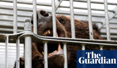 As Japan experiences a surge in bear attacks, survivors share grisly stories of blood, bites and broken bones | Japan