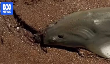 Sawfish found with rostrum cut off on Port Hedland beach sparks anger