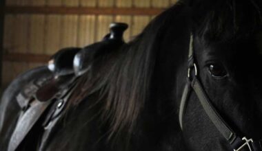 Equine virus outbreak prompts cancellation of Uvalde rodeo qualifier, San Antonio Rodeo says