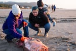 From left, Kaylee Myers, Justyne Oleman and Nova Ware of the Siletz Tribe search for bones in the flesh of the  whale. Members of the Confederated Tribes of Siletz Indians helped disassemble the whale and collected samples for cultural use.