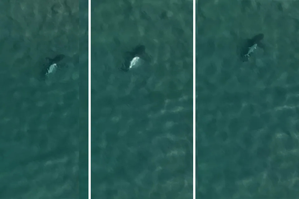 Prey following predators can be a survival or a feeding technique. Source: Bluey's Photography