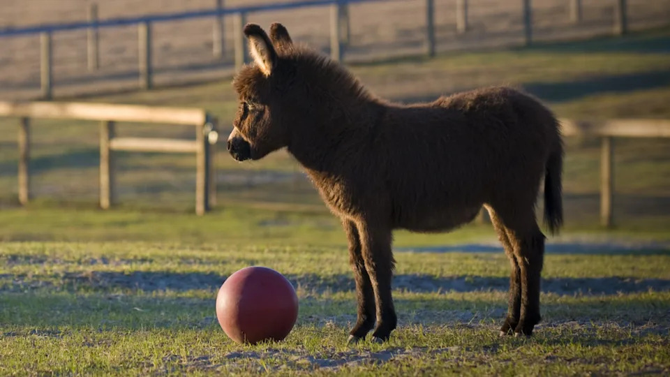 Mini donkey in a green farm pasture with a red ball. Shutterstock / Kent Weakley