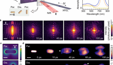 Surface-plasmon control of ultrafast energy-relaxation modes in photoexcited Au nanorods probed by time-resolved single-particle X-ray imaging