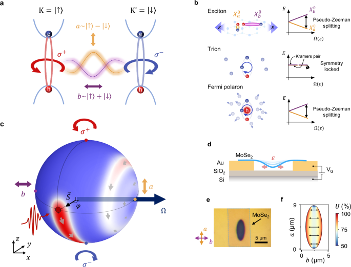 Fermi polarons under strain-induced pseudomagnetic fields