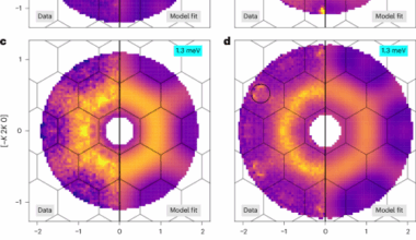 Identifying universal spin excitations in candidate spin-1/2 kagome quantum spin liquid materials