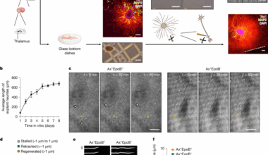 In situ structural mechanism of epothilone-B-induced CNS axon regeneration