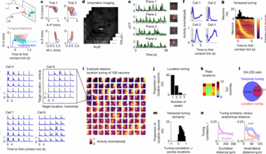 Connectivity underlying motor cortex activity during goal-directed behaviour