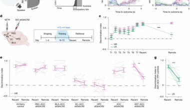 Thalamocortical transcriptional gates coordinate memory stabilization