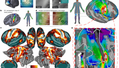 Vicarious body maps bridge vision and touch in the human brain