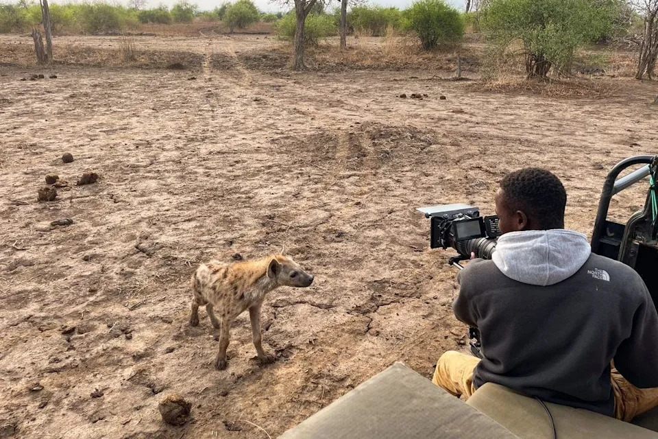 A hyena stands on a large expansed of muddy ground staring up at a cinematographer filming from a stationary vehicle