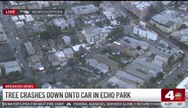 Tree falls onto pickup in Echo Park – NBC Los Angeles
