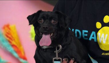 Want to make a new best friend? – NBC New York