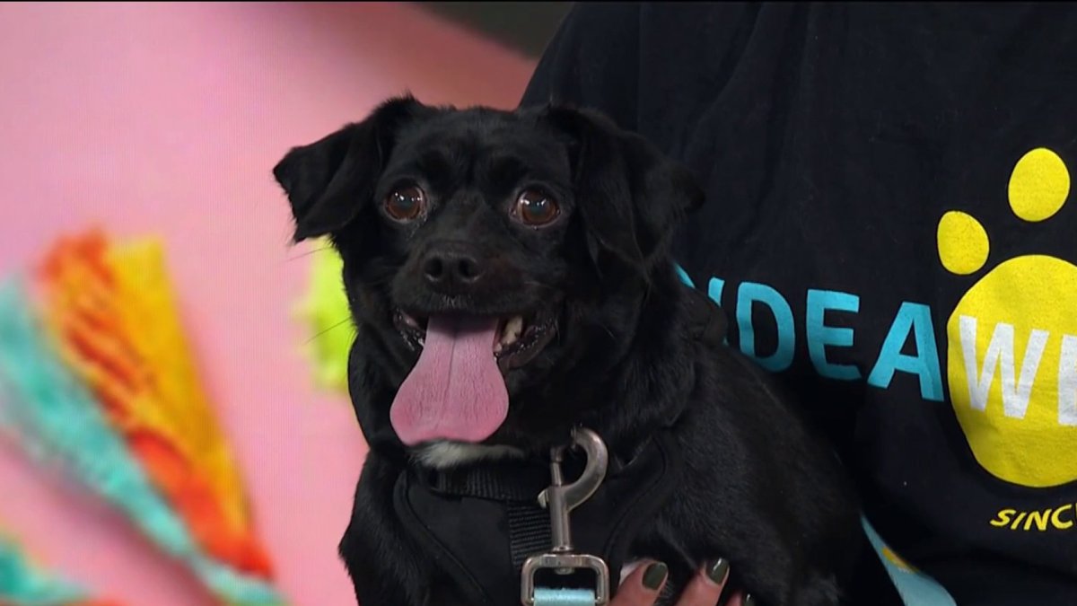 Want to make a new best friend? – NBC New York