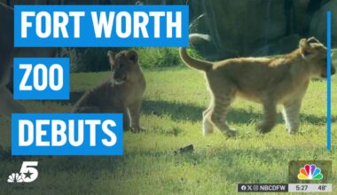 New animals at the Fort Worth Zoo – NBC 5 Dallas-Fort Worth