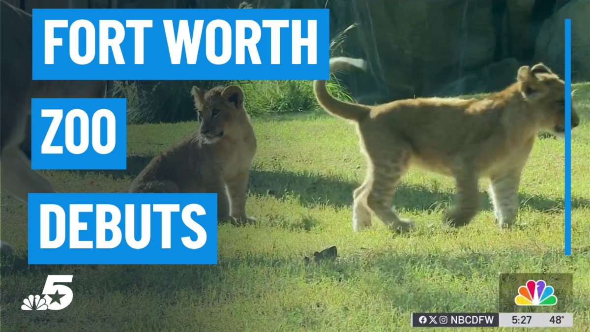 New animals at the Fort Worth Zoo – NBC 5 Dallas-Fort Worth